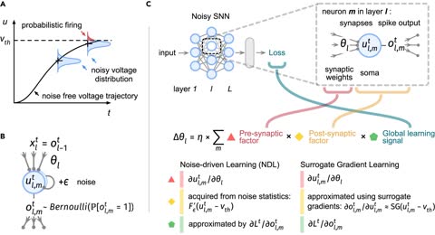Noise-driven learning in a spiking neural network